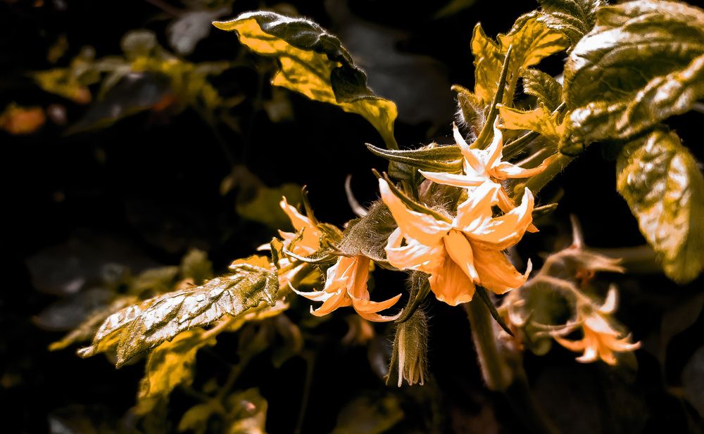 Photograph by TARIFUL ISLAM
