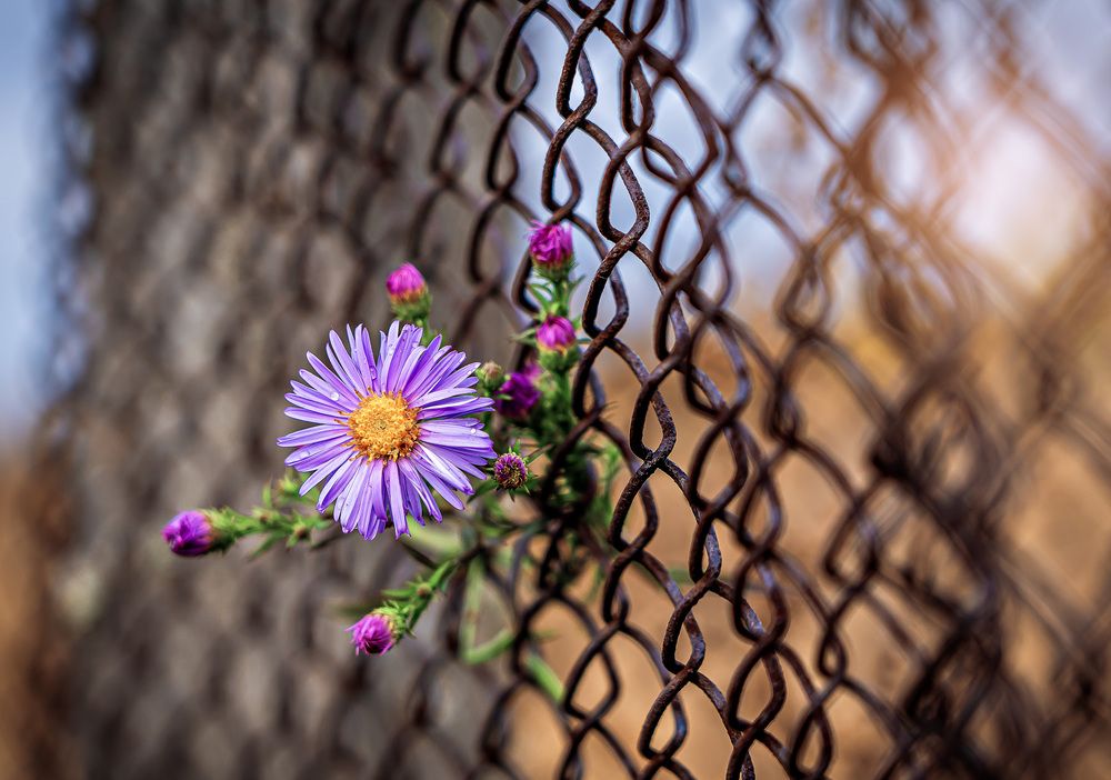 Photograph by Светлана Волкова