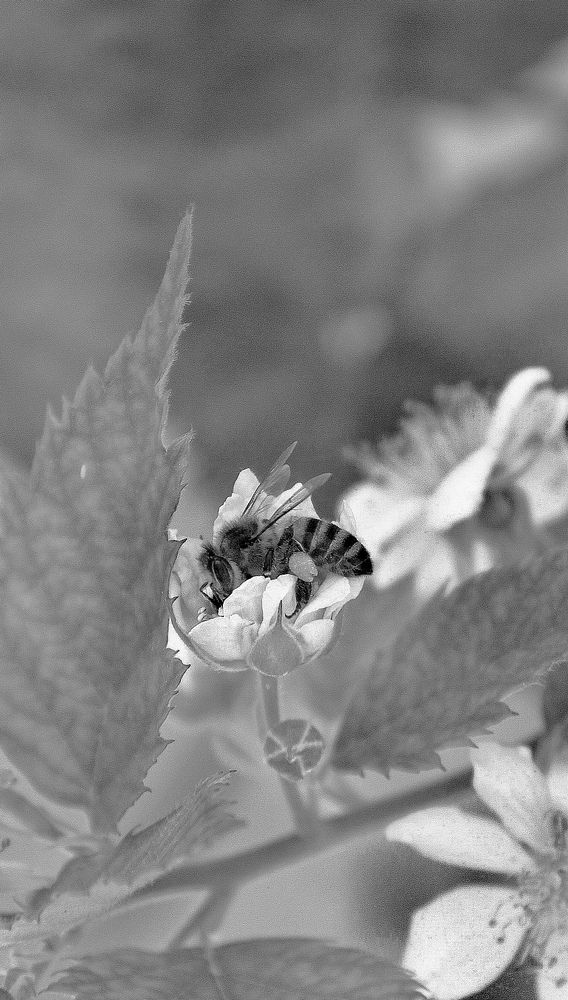 Photograph by Ирина Тихая