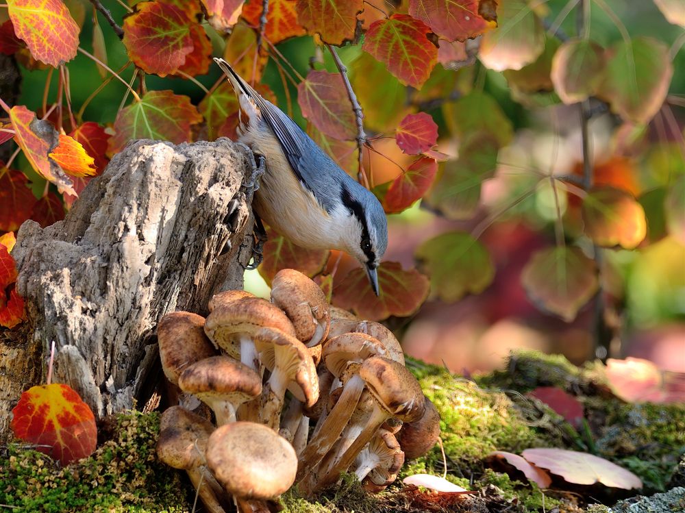 Photograph by vladilenoff