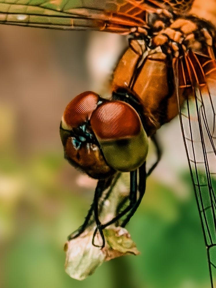 Photograph by Ameen Ahmed L