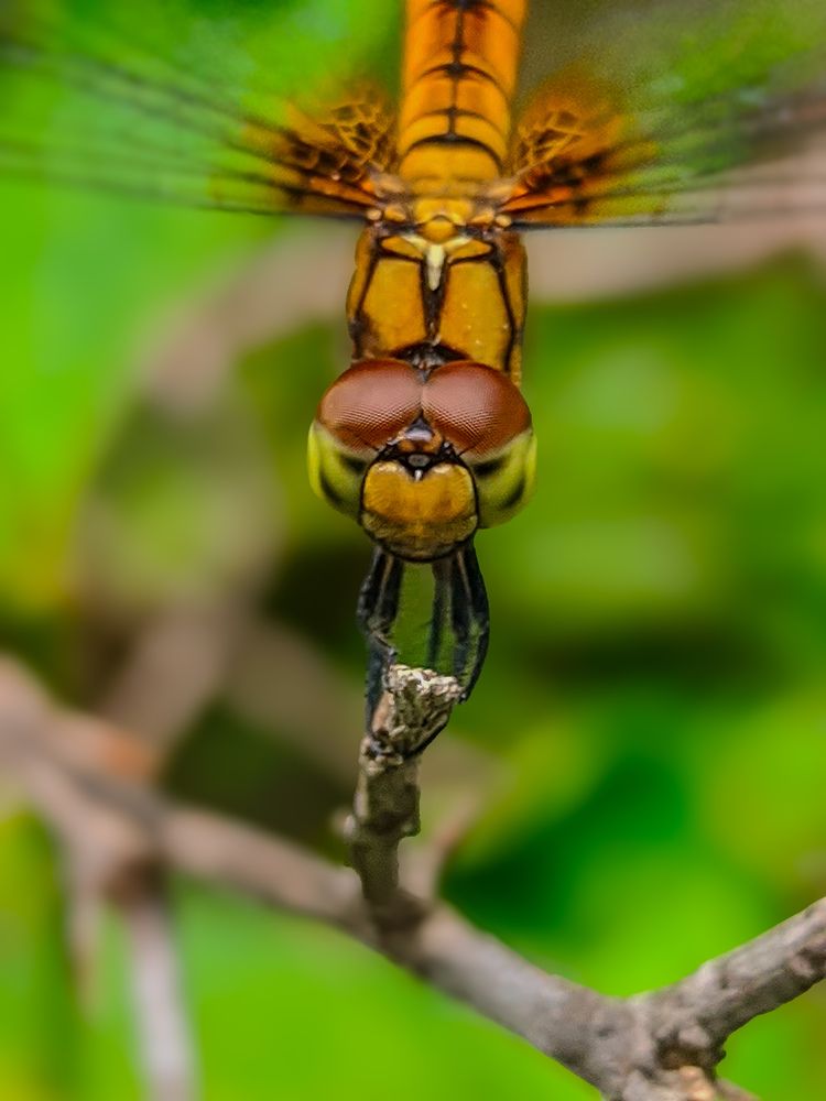 Photograph by Ameen Ahmed L