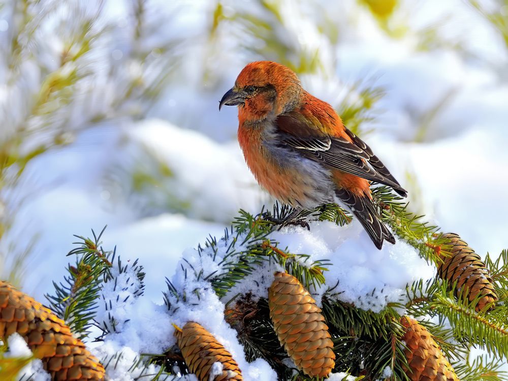 Photograph by vladilenoff