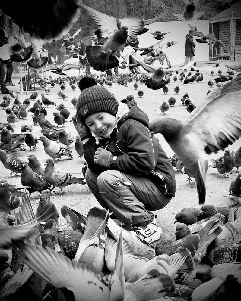 Стая голубей вокруг