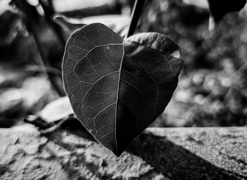 Фотография автора Ahmed Diab