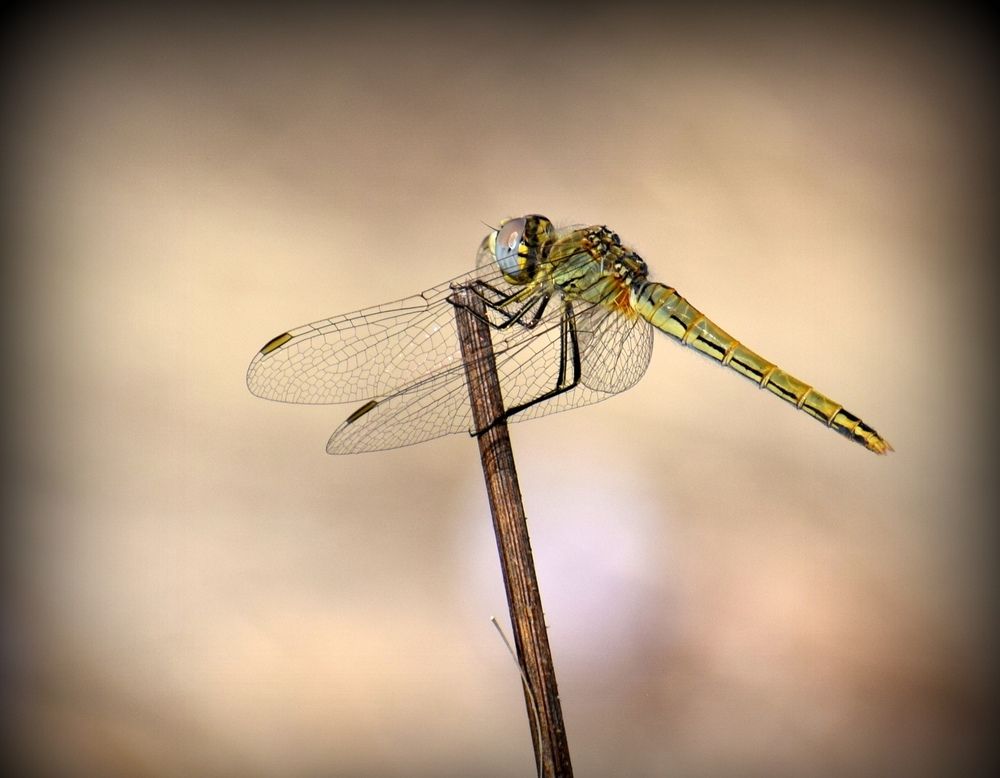 Photograph by Chrissanthi Papadopoulou