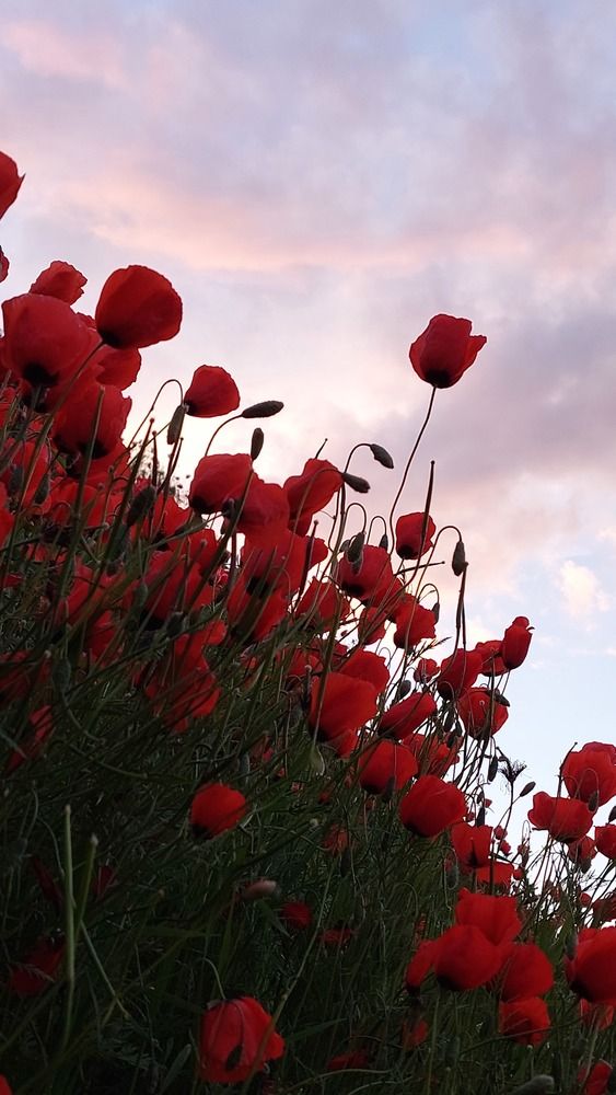 Маки Кыргызстана