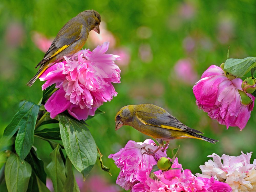 Photograph by vladilenoff