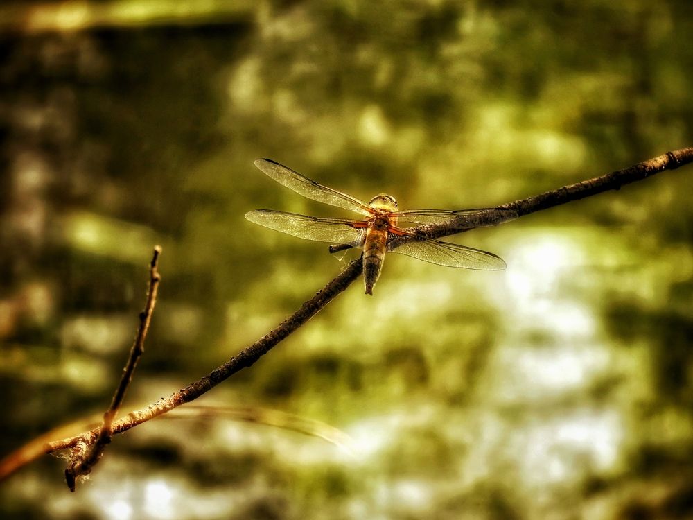 Плоскобрюх на закате