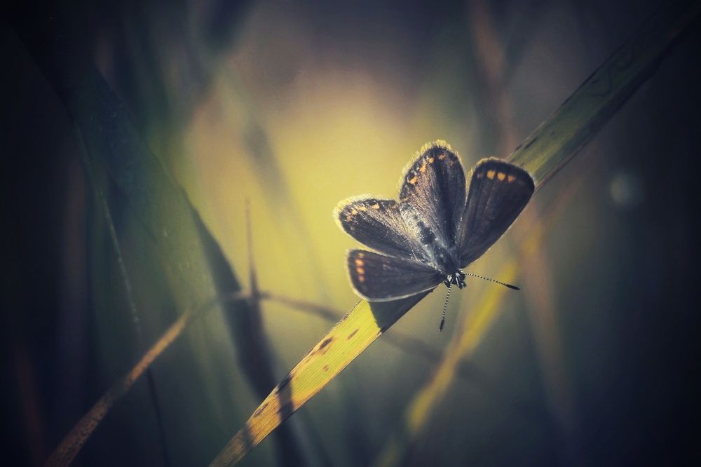 Крылатые цветы