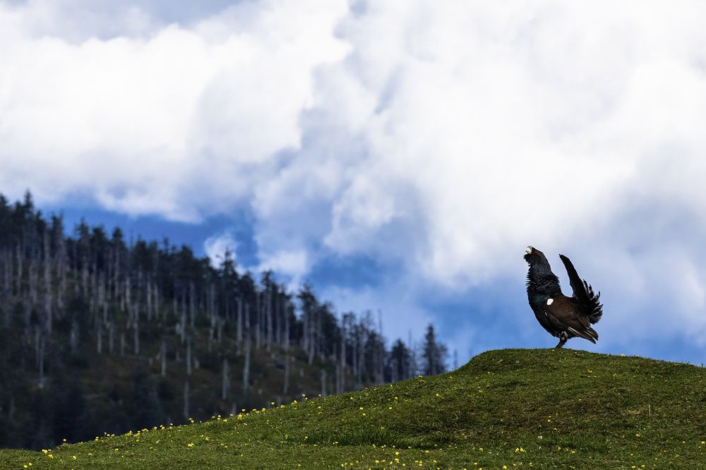 Фотография автора Ervin Horesnyik