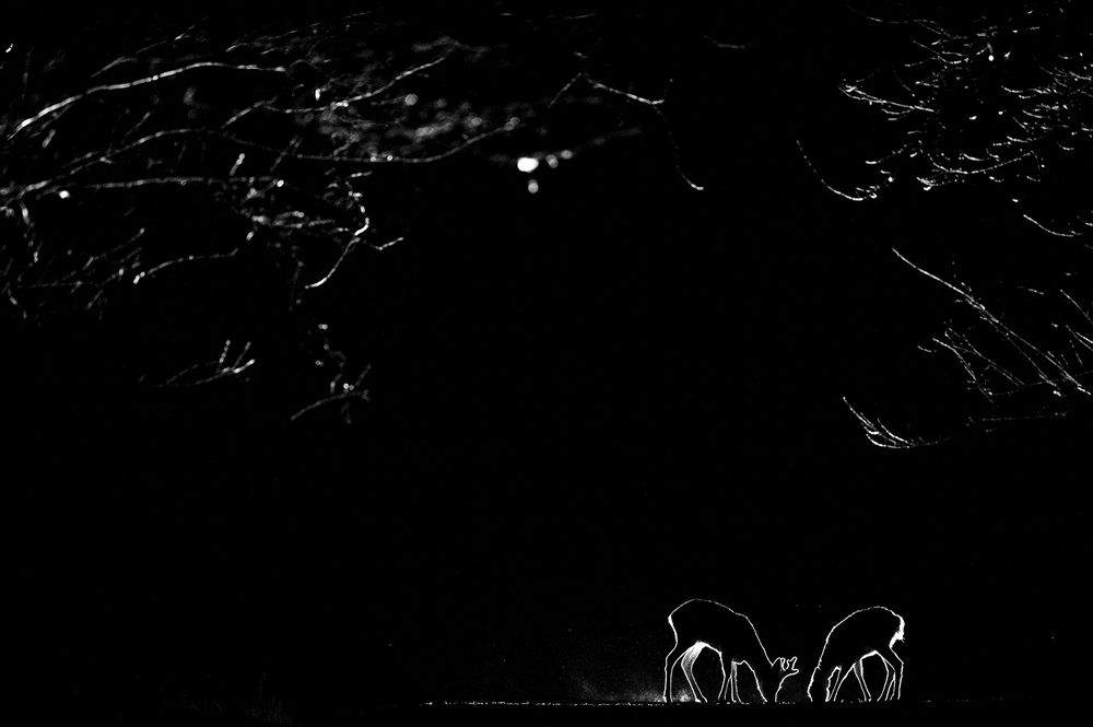 Фотография автора Ervin Horesnyik