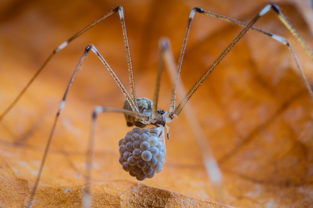 Photograph by Rodolfo Vega Littlewood