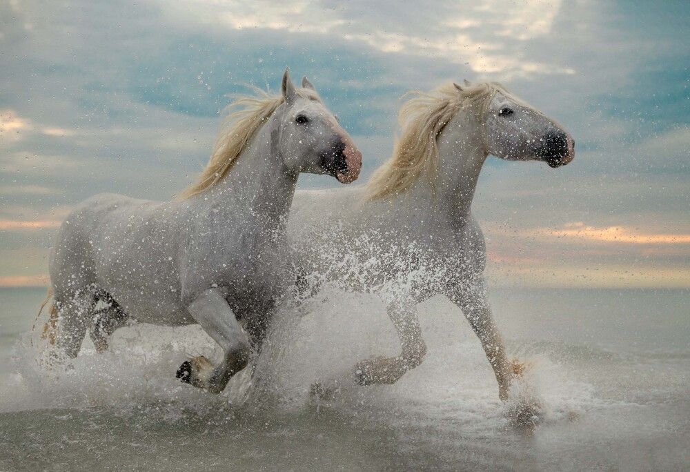 Photograph by Boulogne