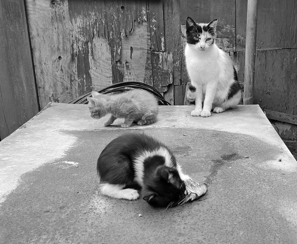 Photograph by Сергей Христинич