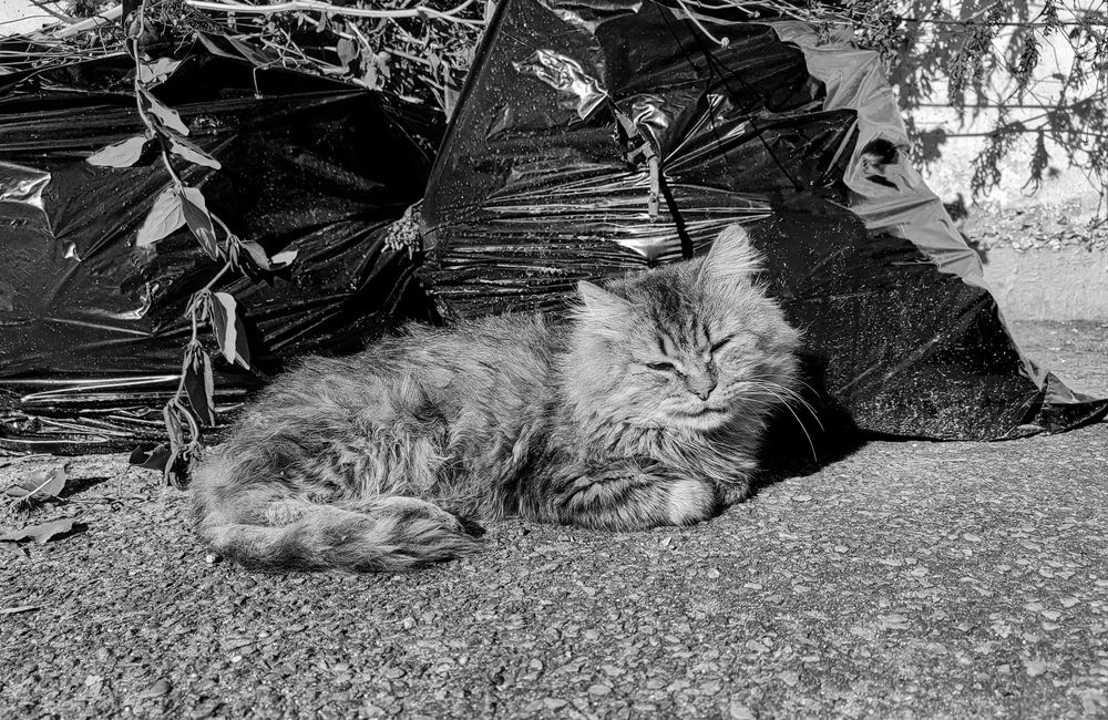 Photograph by Сергей Христинич