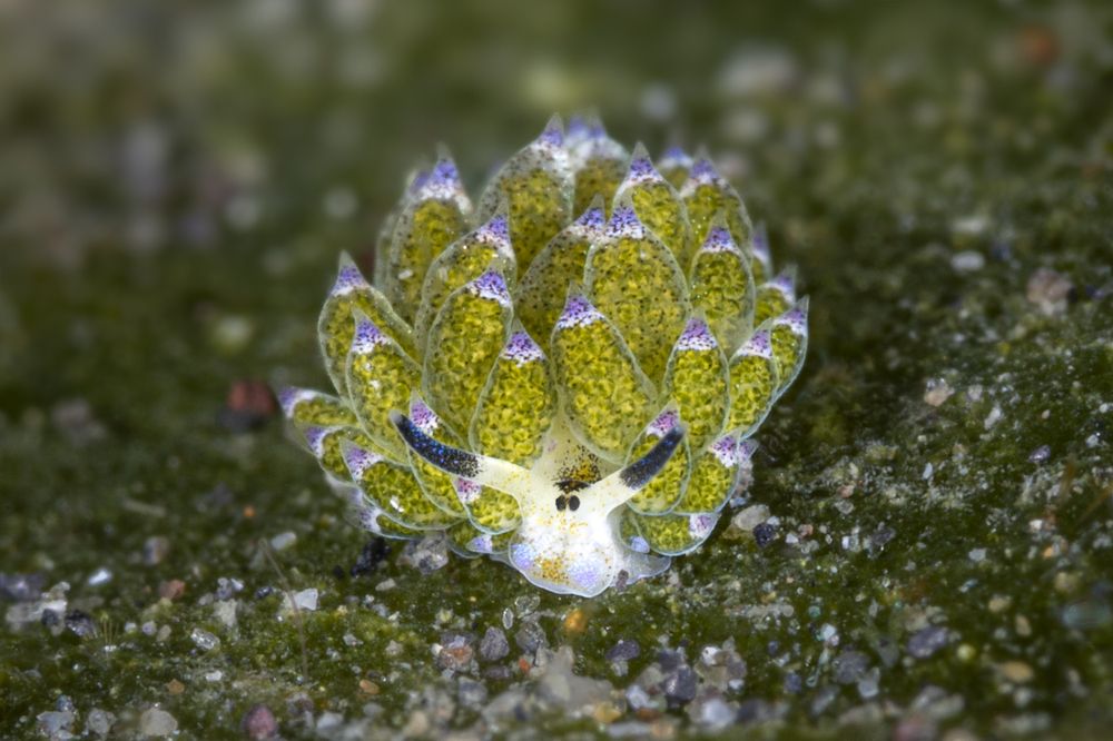 Tiny Shaun the Sheep (~5mm in size)