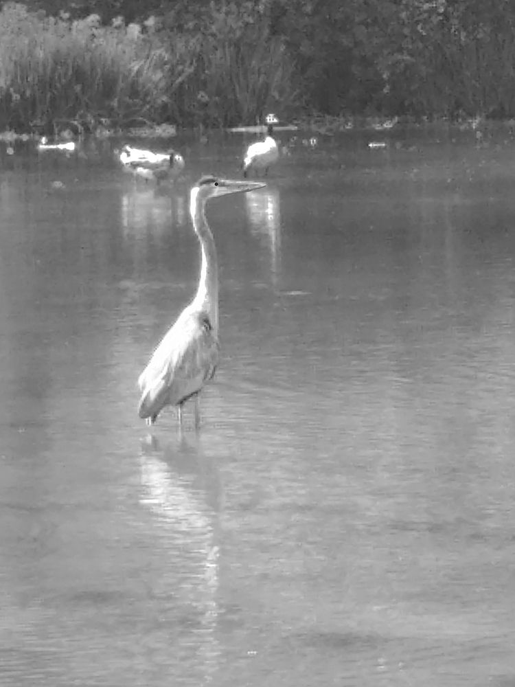 Серая цапля