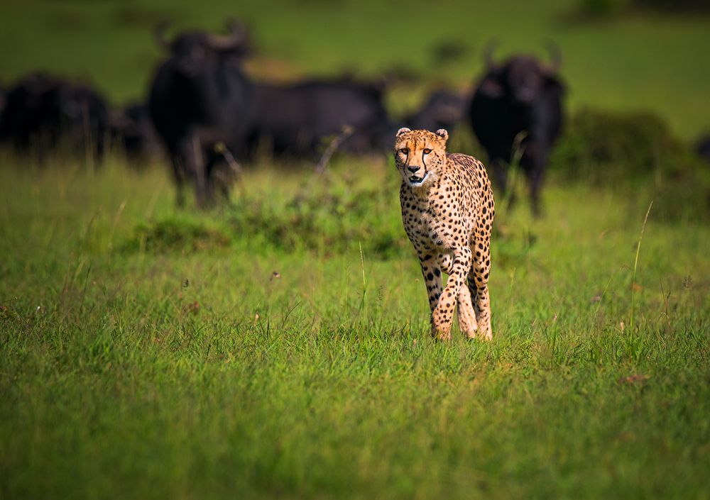 Photograph by Bhanu Kiran Botta