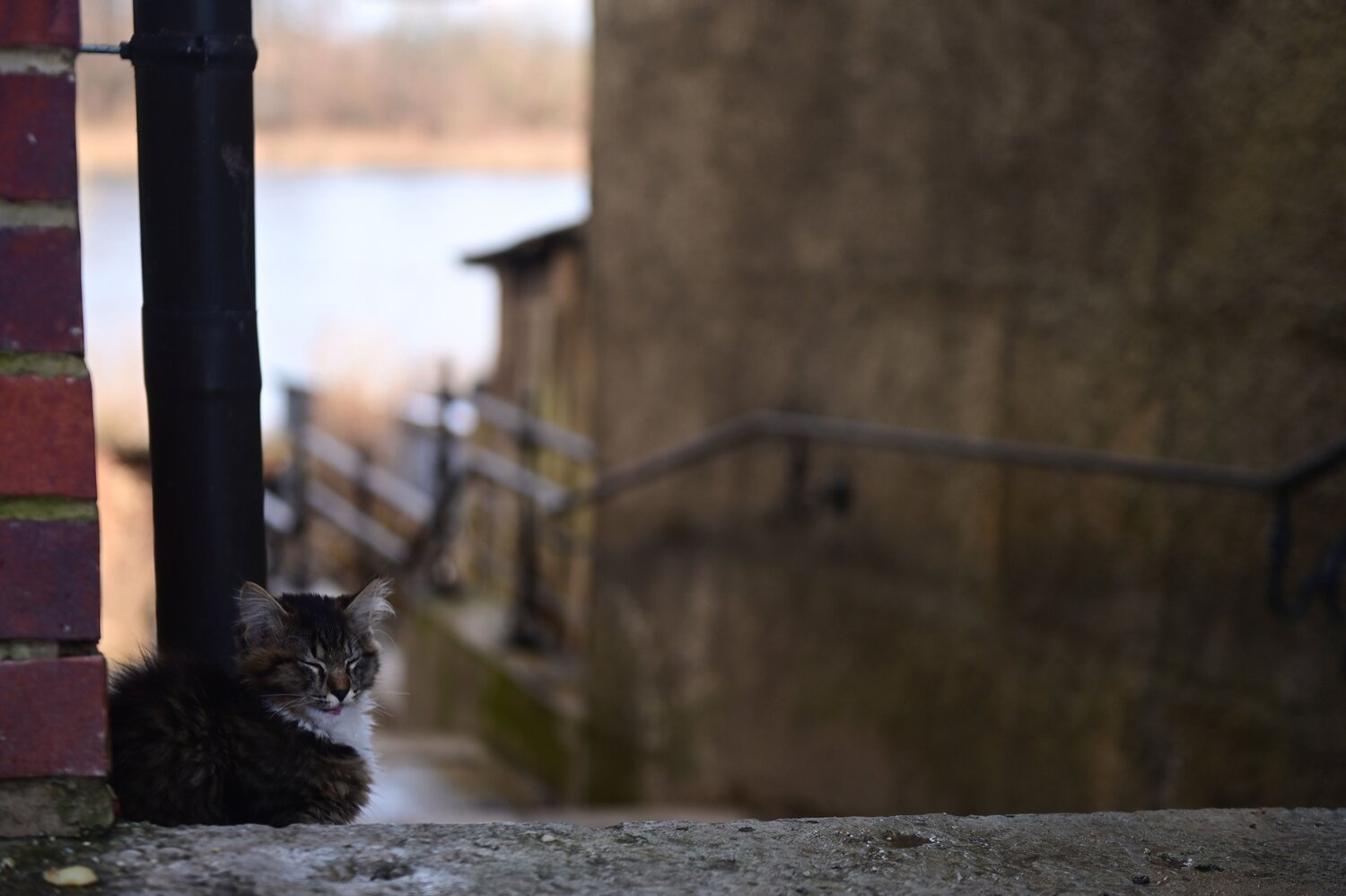 Photo #11865013