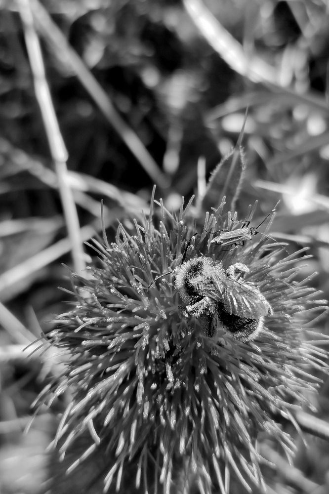 Photograph by Kramolinski Krasimir