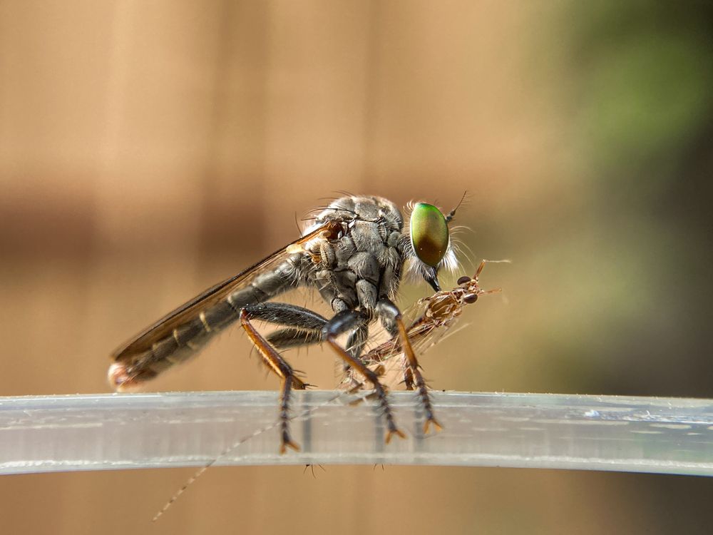 Photograph by Abhijit Roy