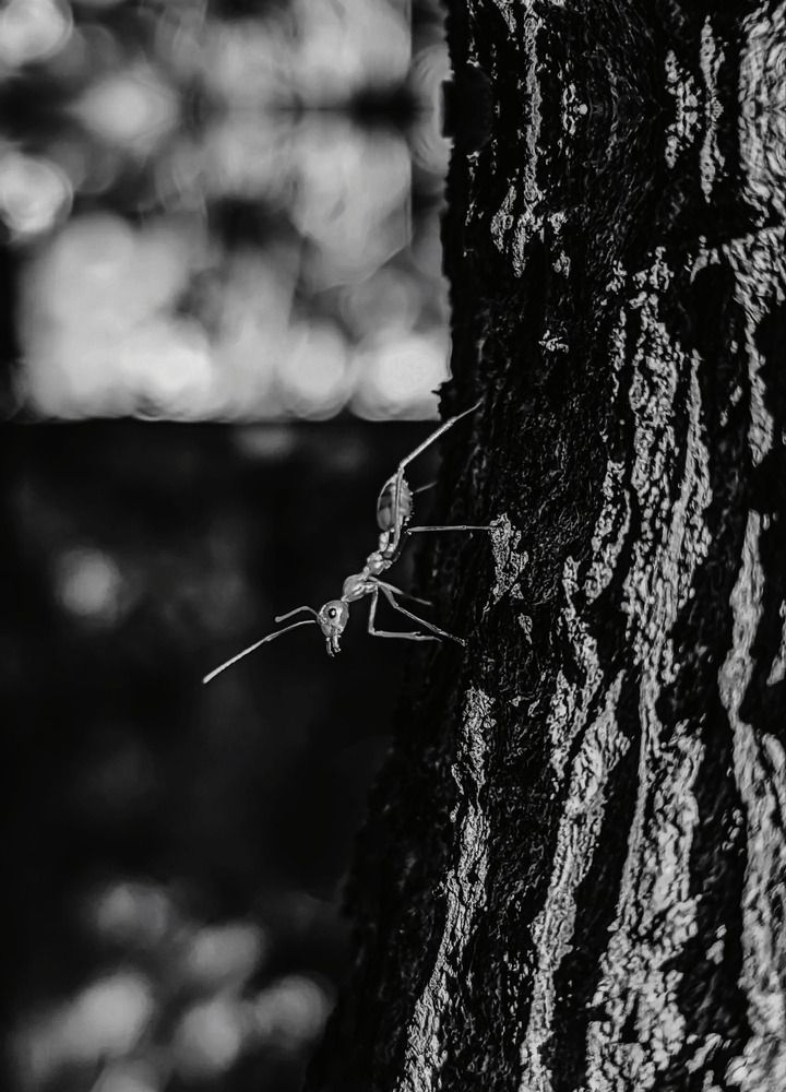 Photograph by Ameen Ahmed L