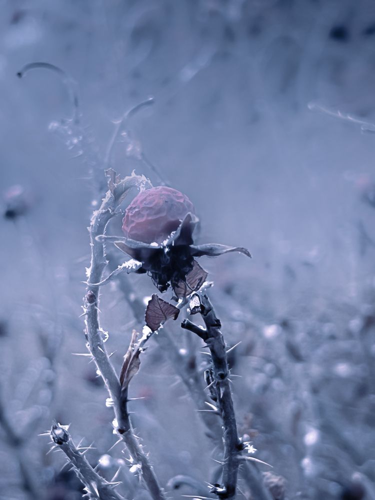 Photograph by Елена Башмакова