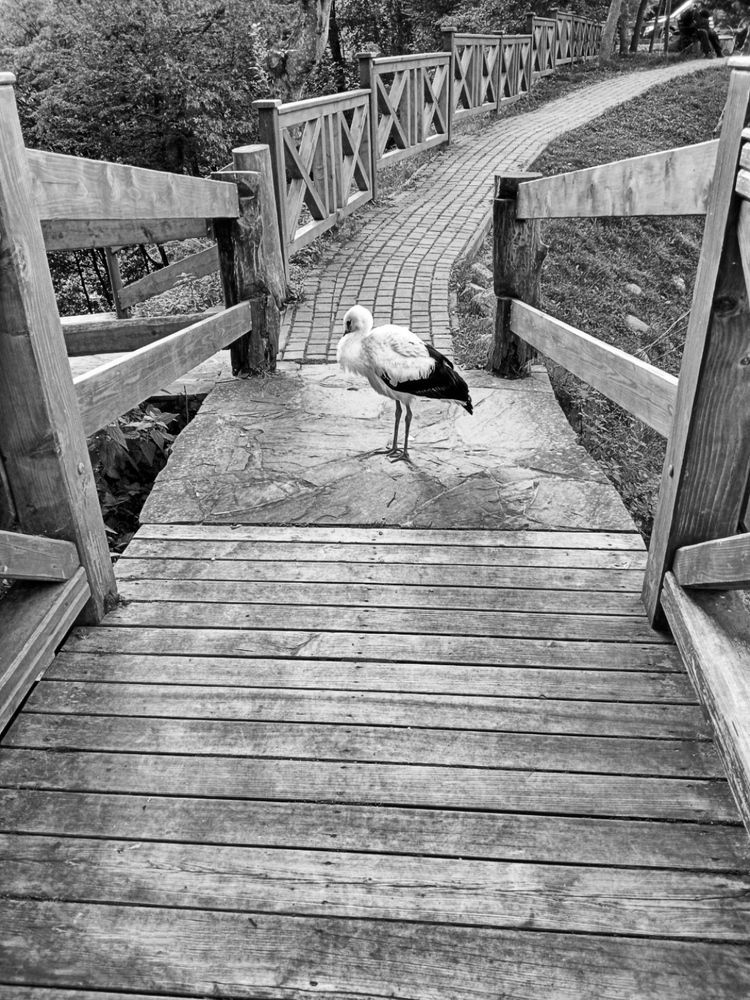 Фотография автора Роман Савоцкий