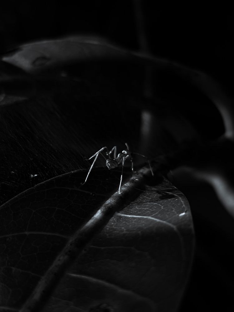 Photograph by Ameen Ahmed L