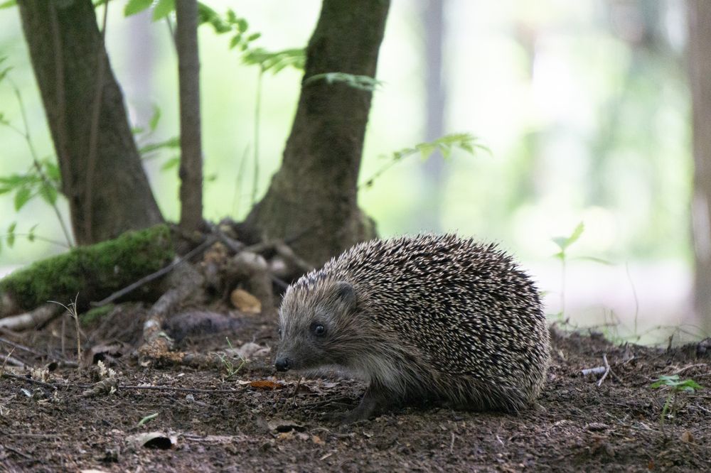 Photograph by Виталий Евдокимов