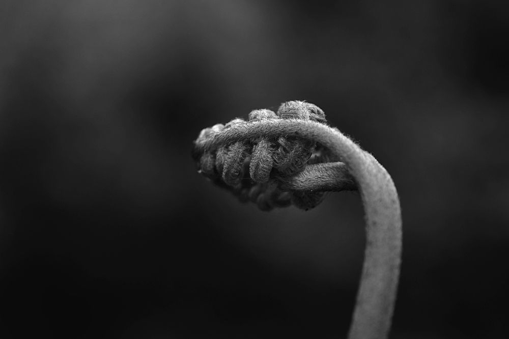 Photograph by Jose Guimaraes