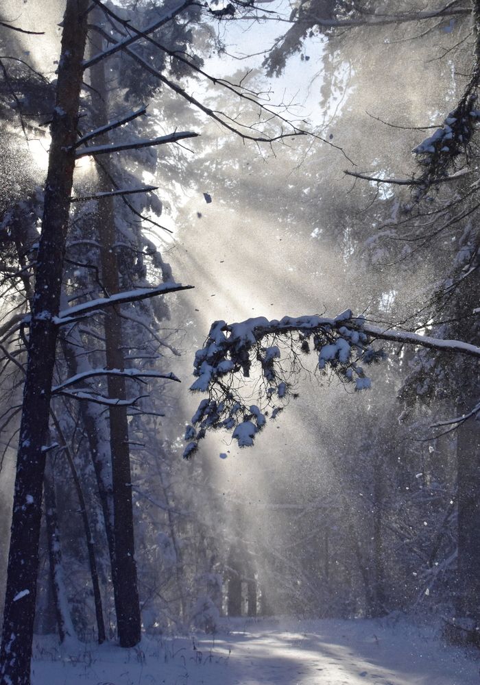 Лесная сказка