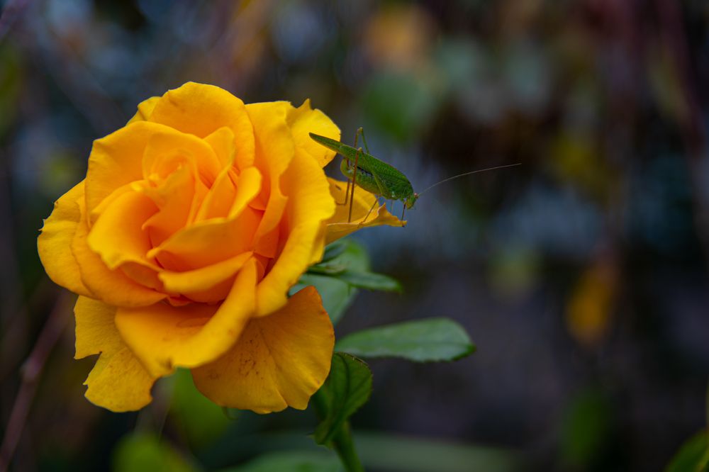 Photograph by Данил Моисеенко