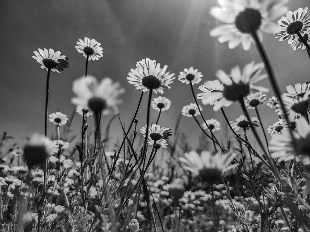 Photograph by Сергей Конюшенко