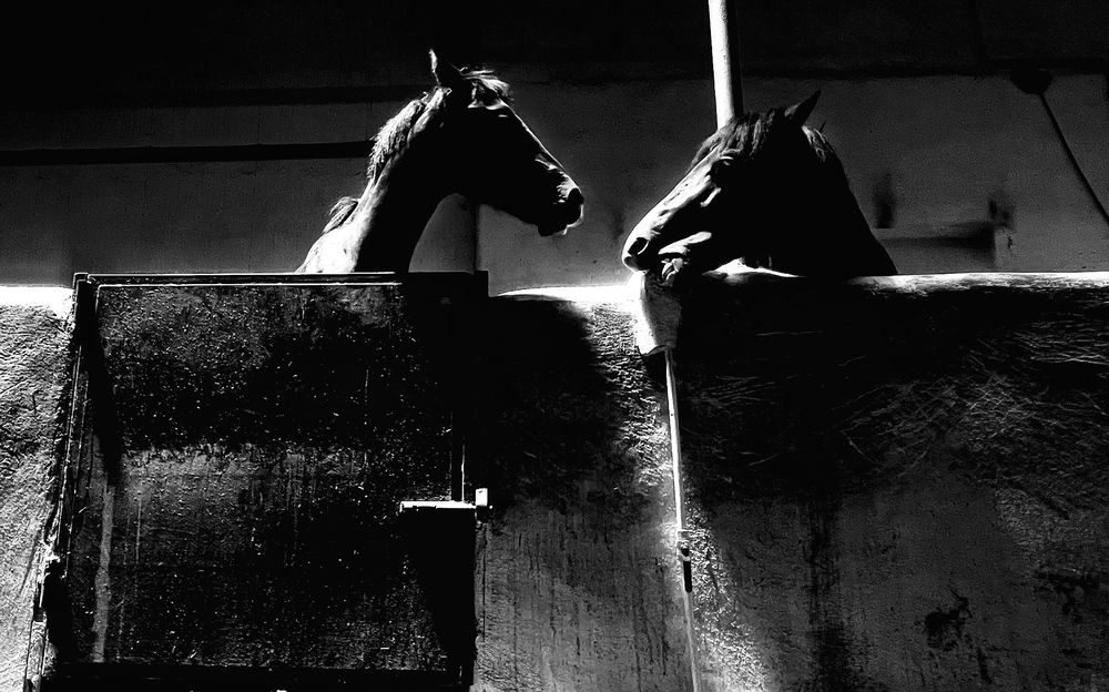 Photograph by amin Sharafiani