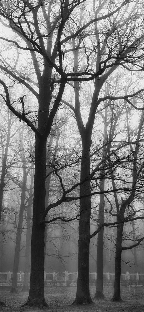 Фотография автора Максим Светличный