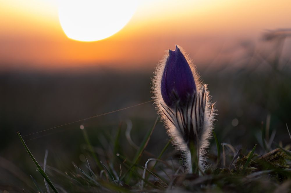 Фотография автора Martin Koudelka