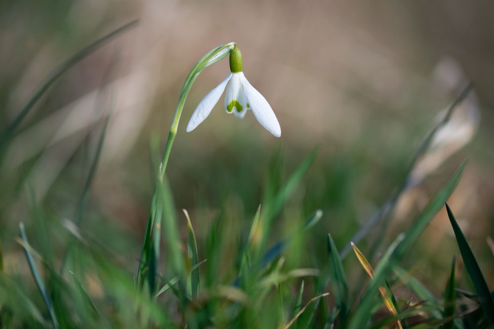 Фотография автора Martin Koudelka