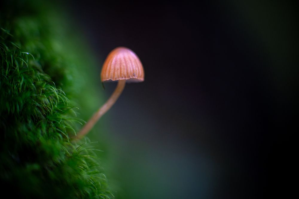 Фотография автора Martin Koudelka