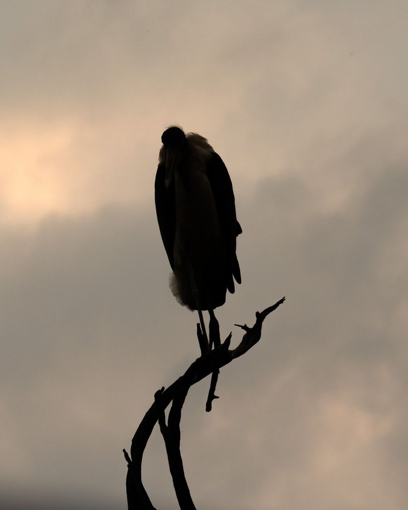 birds are natural extention of trees