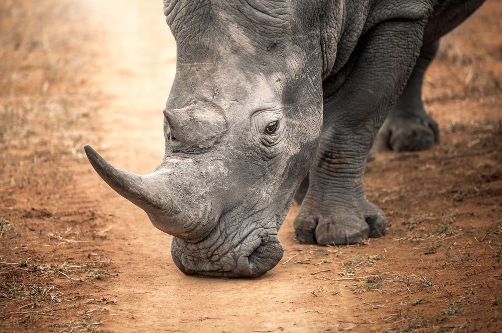 Фотография автора Saskia Houben