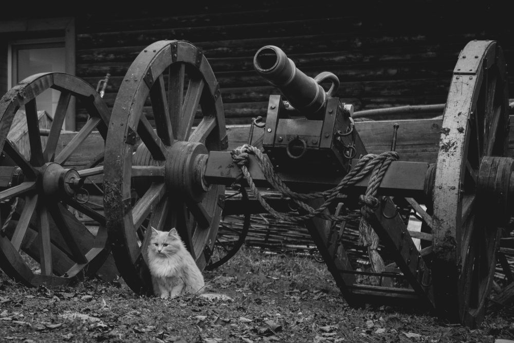 Фотография автора Vladimir Dolzhikov