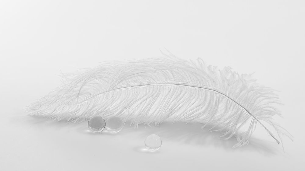 Photograph by Carol Phillips