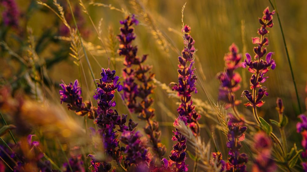 Photograph by Iskalder