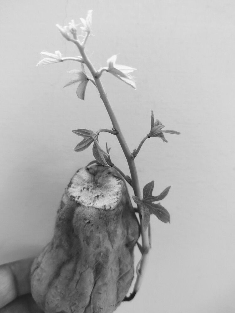 Фотография автора Sheuli Akther