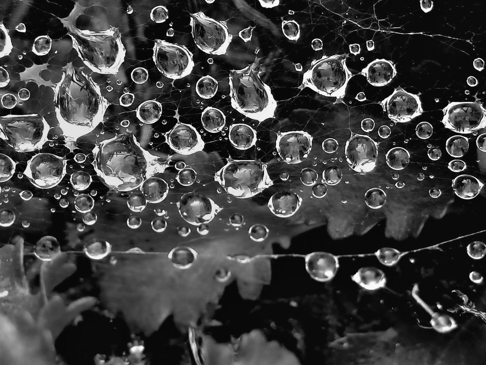 B&W dew drops