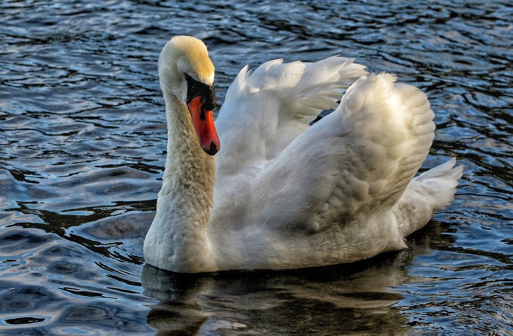 Photograph by Zlatko Ibrahimović