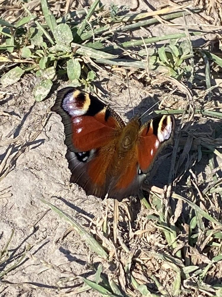 Photograph by Антонина Михалева