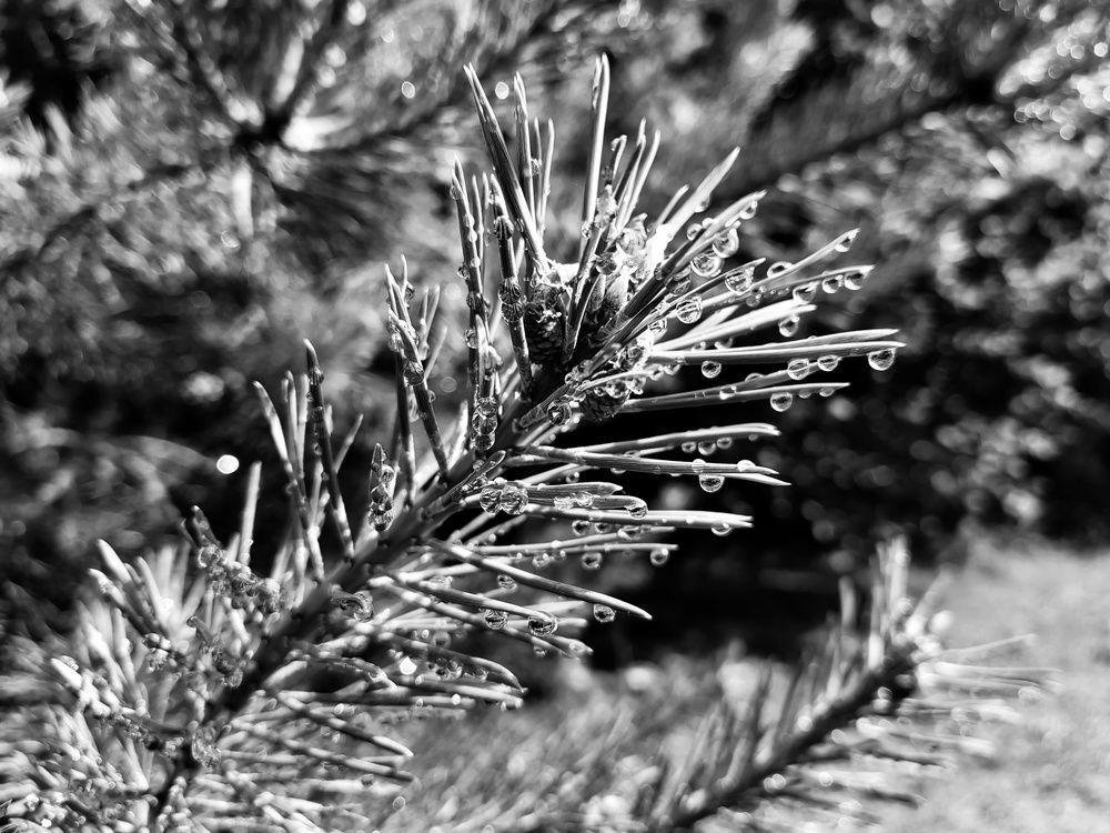 Photograph by Margareth Tikhonova